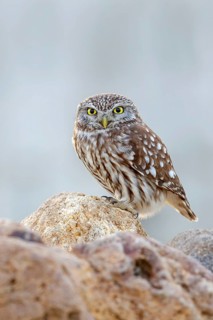 Little owl, Athene noctua, Lesbos, Greece