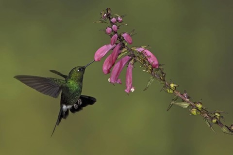 Tourmaline Sunangel (Heliangelus exortis), Ecuador