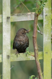 Eurasian blackbird (Turdus merula) adult female garden bird on a trelis with worms in its beak,