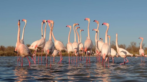 Pink flamingos gather in the shallow waters of the French Camargue during their mating season,