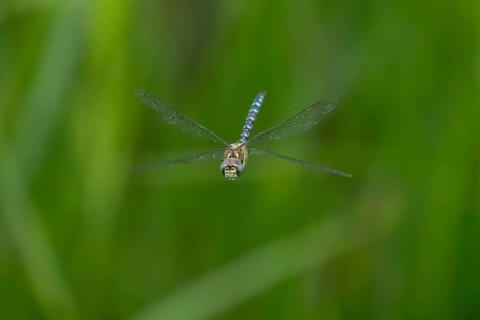 Migrant hawker dragonfly (Aeshna mixta) adult insect flying in summer, England, United Kingdom