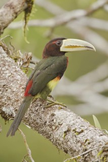 Ivory-billed Aracari (Pteroglossus azara), Ecuador