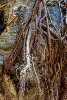 Twisted roots growing over rocks in harsh terrain