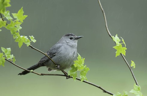 Grey Catbird (Dumetella carolinensis), Ohio, USA