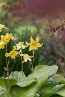 Dog's Fawn Lily (Erythronium 'Pagoda'), Cambridge Botanical Garden, Germany