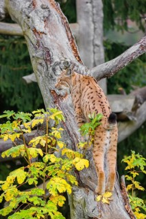 A Eurasian lynx (Lynx lynx) runs up a dead tree lying at an angle, framed by leaves in autumn