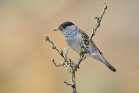 Eurasian Blackcap (Sylvia atricapilla) male perched on a branch, Netherlands