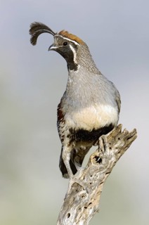Gambel's Quail (Callipepla gambelii) male, Arizona, USA