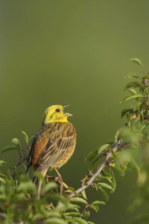 Yellowhammer (Emberiza citrinella) male singing, Rhineland-Palatinate, Germany