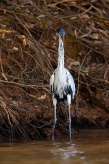 Cocoi Heron (Ardea cocoi) Pantanal Brazil