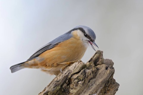 Kleiber (Sitta europaea), Nuthatch, Altvogel im Winter, bei der Futtersuche, Februar, Oberhausen,