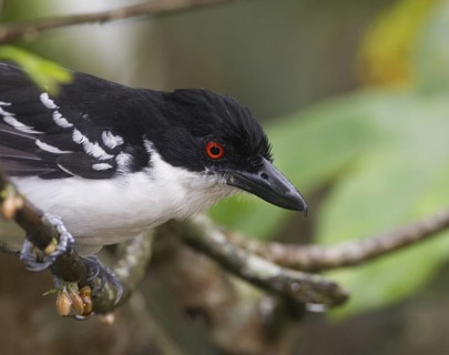Great Antshrike (Taraba major) male, Pichincha, Ecuador
