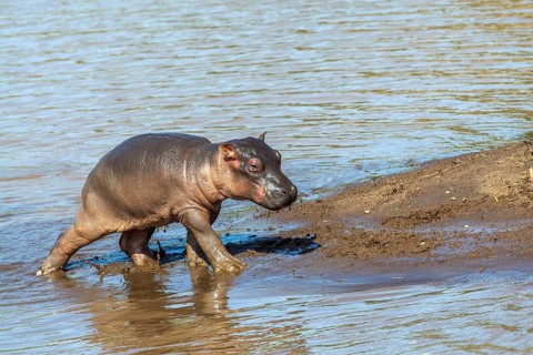 Young hippopotamus (Hippopotamus amphibius) juvenile, Africa, Kenya, Masai Mara