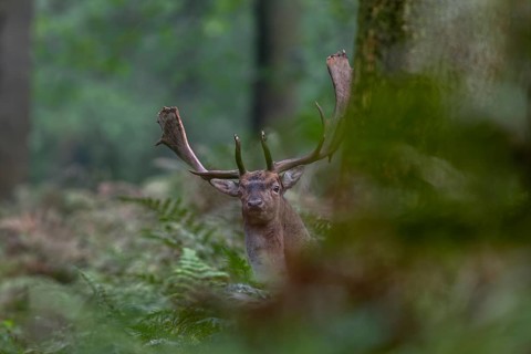 The fallow deer (Dama dama) peers suspiciously from behind a tree, autumn, rut, fallow deer rut,