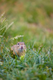 A European ground squirrel (Spermophilus citellus) or European souslik sits in green gras, looking