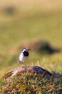 White wagtail (Motacilla alba) with nest material in beak sitting on a rock in a meadow