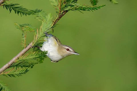 Red-eyed Vireo (Vireo olivaceus) perched on a twig, Texas, USA