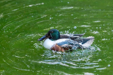 Northern shoveler (Spatula clypeata) male cleaning its feathers while swimming in lake in summer,