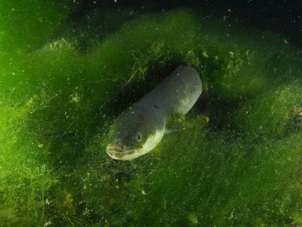 A European eel (Anguilla anguilla) swimming in green algae. Dive site Zollbrücke, Rheinau, Canton