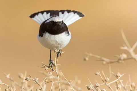 Schwarzrücken-Steinschmätzer, Schwarzrückensteinschmätzer, Mourning Wheatear, Oenanthe lugens,