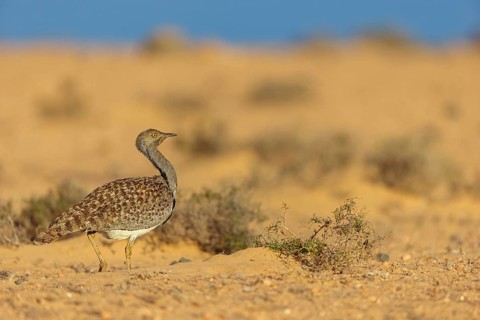 Sahara Houbara Bustard (Chlamydotis undulata fuerteventurae, Europe, Spain, Canary Islands,