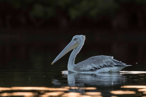 Pink-backed Pelican (Pelecanus rufescens), Senegal