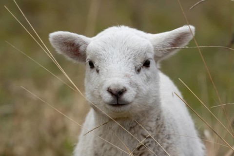 Domestic sheep (Ovis aries) juvenile baby lamb farm animal head portrait in spring, England, United