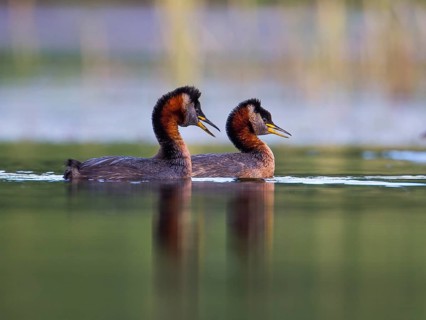 Red-necked Grebe (Podiceps grisegena) pair, Mecklenburg-Western Pomerania, Germany