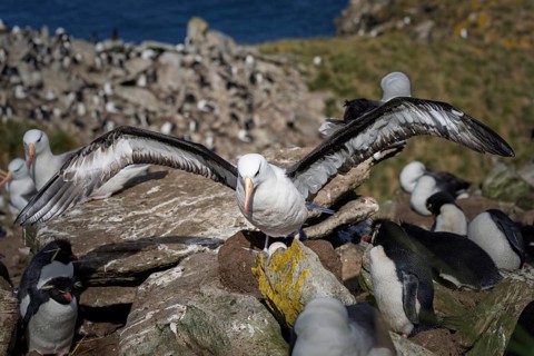 Black-browed albatross (Thalassarche melanophris) with outstretched wings on rocks in breeding