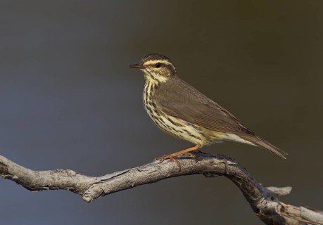 Northern Waterthrush (Parkesia noveboracensis) male, Manitoba, Canada