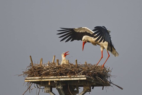 White Stork (Ciconia ciconia) nest, North Rhine-Westphalia, Germany