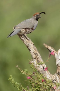 Gambel's Quail (Callipepla gambelii) male, Arizona, USA