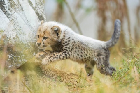 Cheetah (Acinonyx jubatus) youngster, running, captive, occurrence Africa