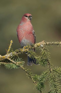 Pine Grosbeak (Pinicola enucleator) male perched on a branch, Alaska, USA
