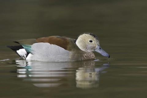 Ringed Teal (Callonetta leucophrys), Arizona, USA
