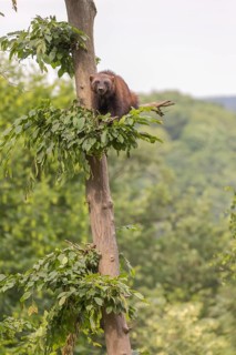 One wolverine, (Gulo gulo), sitting high in a tree. A hazy sky and some green trees in the