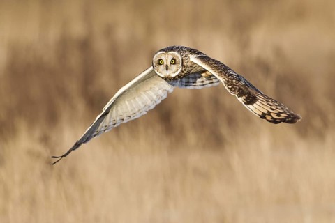 Short-eared Owl (Asio flammeus) flying, British Columbia, Canada