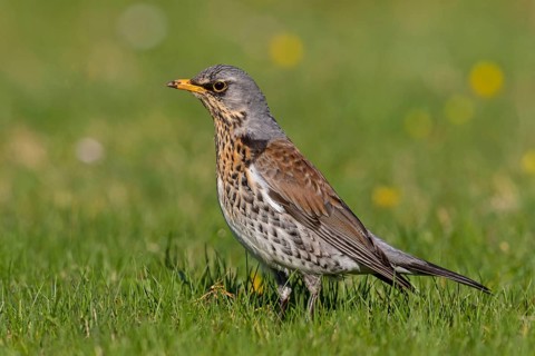 Wacholderdrossel, Fieldfare, Turdus pilaris, Grive litorne, Zorzal Real