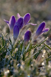 Crocus flower with hoarfrost, winter, Germany