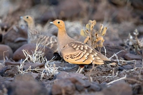 Chestnut-bellied Sandgrouse (Pterocles exustus), Aledeghi National Park, Ethiopia