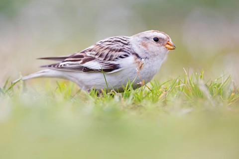 Snow Bunting (Plectrophenax nivalis), Asturias, Spain