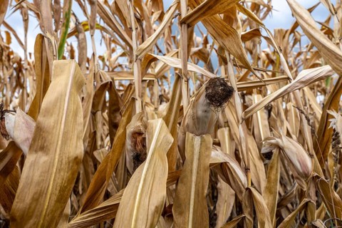 Maize field near Hünxe, dry plants, still being harvested, mostly used for concentrated feed for