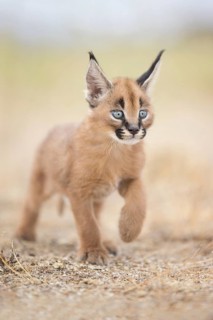 Caracal (Caracal caracal) cub playing, Castile-La Mancha, Spain