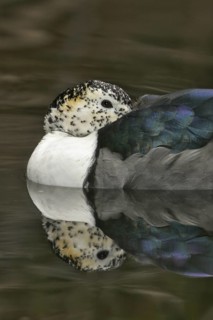 Knob-billed Duck (Sarkidiornis melanotos), California, USA