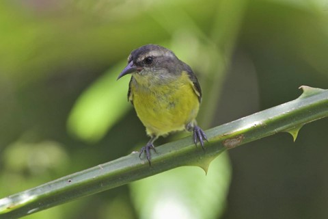 Bananaquit (Coereba flaveola), Costa Rica