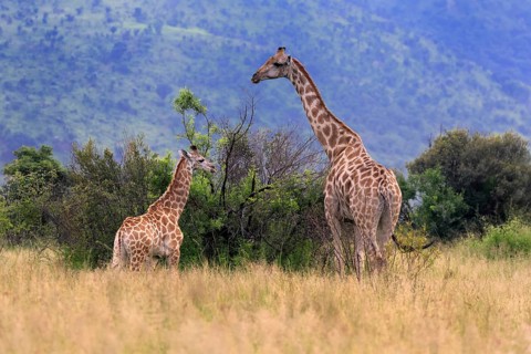Cape giraffe (Giraffa camelopardalis giraffa), adult, female, mother, young, foraging, alert,