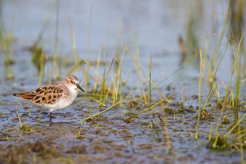 Little sandpiper, (Calidris minuta), foraging in the Lesbos biotope, Greece
