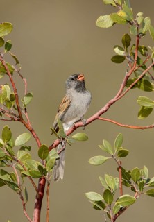 Black-chinned Sparrow (Spizella atrogularis) singing, Arizona, USA