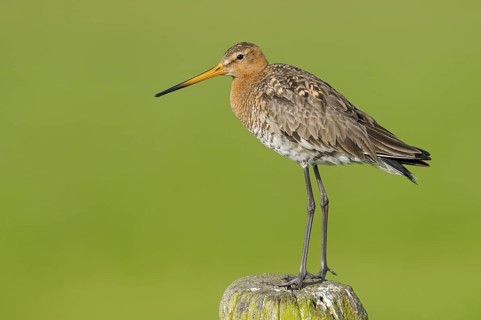 Uferschnepfe (Limosa limosa), Black-tailed Godwit, Altvogel auf Sitzwarte, Mai, Nijkerk,