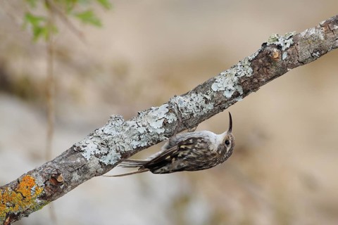 Short-toed Treecreeper (Certhia brachydactyla) climbing on lichen branch, Andalusia, Spain